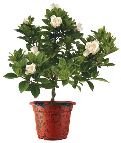 order gardenia plants online.